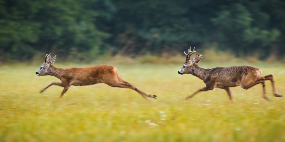 Ein Rehbock jagt einen anderen Rehbock.