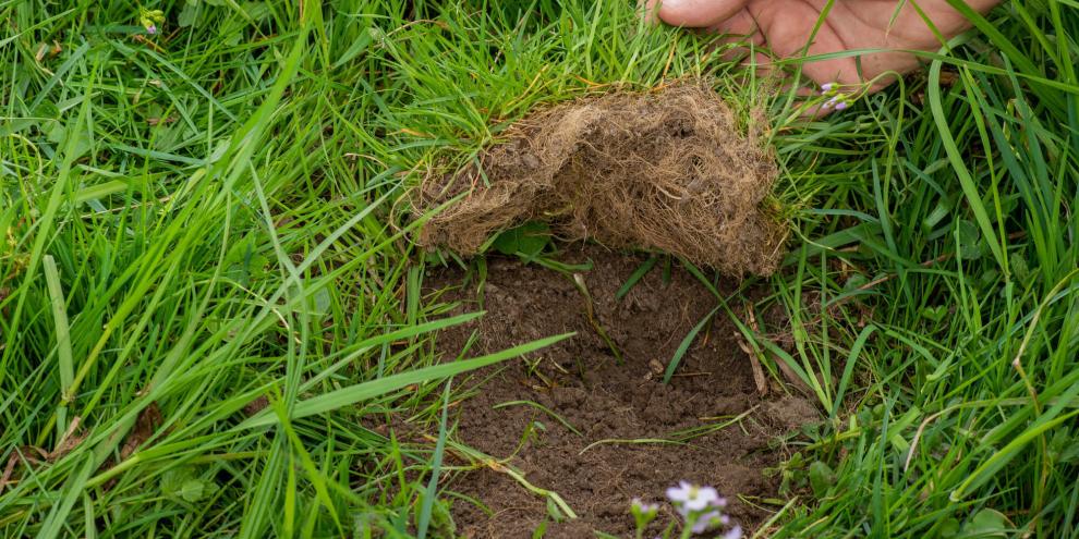 Gemeine Rispe auf Grünland: Wegen ihrer flachen Wurzeln lässt sich das Gras inklusive Wurzel leicht aus dem Boden striegeln.