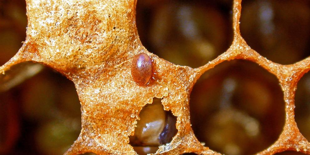 Dass Bienen mit Varroa befallene Zellen erkennen, ist ein Baustein der Varroaresistenz.