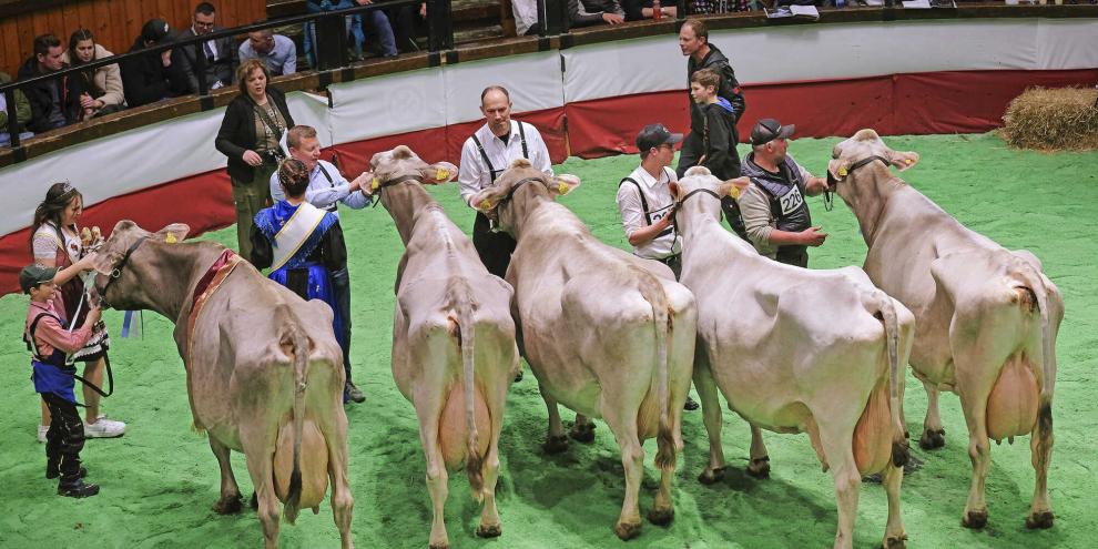 Der Stolz eines jeden Betriebes sind die 100.000-kg-Kühe, hier an der Landesschau 2024. Vergangenes Jahr gab es in Südtirol acht Kühe, die sogar mehr als 125.000 kg Lebensleistung erreichten.