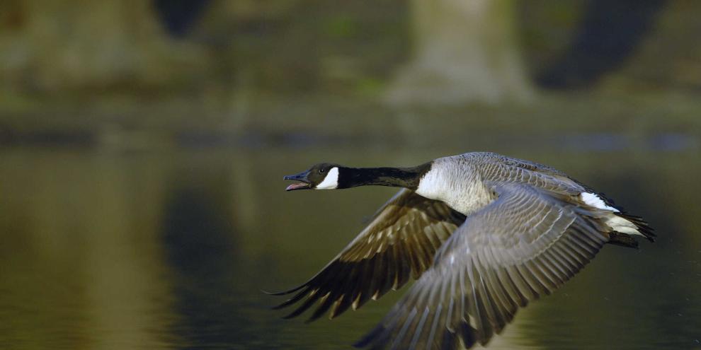 Mehrere Kanadagänse wurden in Bochum mit Pfeilen beschossen und mussten veterinärmedizinisch versorgt werden. Eine Gans wurde durch einen Jäger erlöst (Symbolbild).