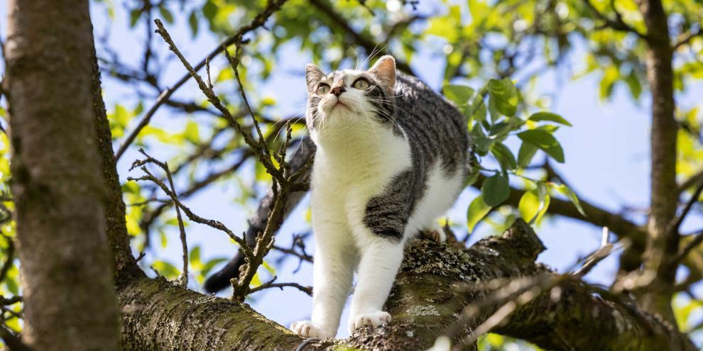 Katzen sind geschickte Kletterer. Gerade für junge Vögel kann das zum Verhängnis werden.