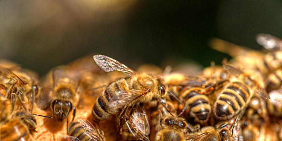 Bei Hitze sind Honigbienen in der Gruppe stressresistenter.