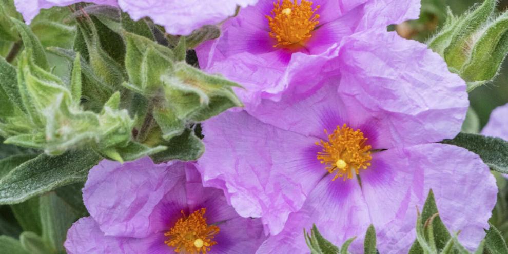 Rosa Blüten von Cistus pulverulentus ‘Fiona’