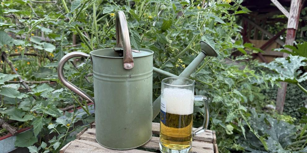Mit Bier Pflanzen gießen und düngen zu wollen, ist keine gute Idee.