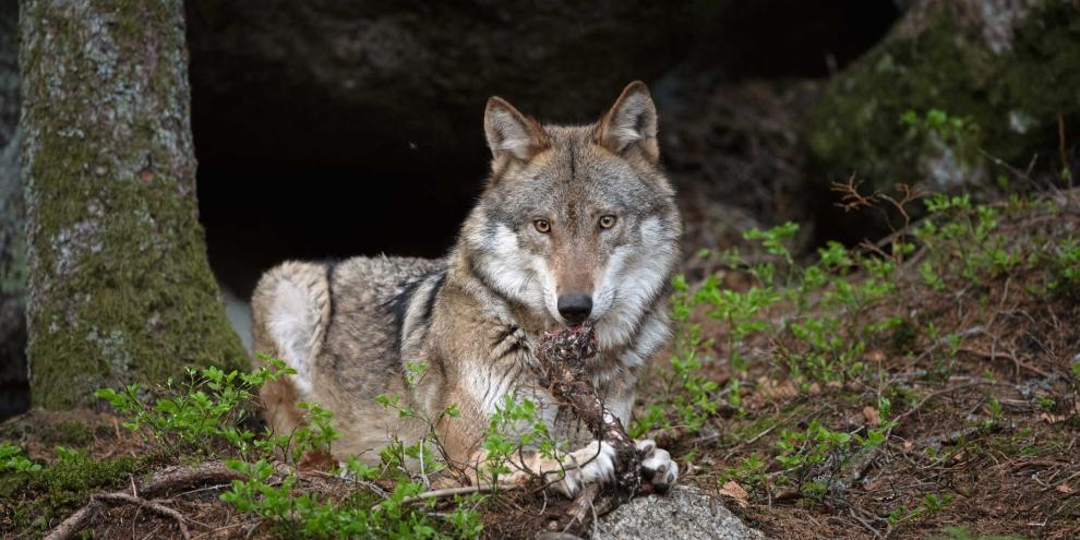 23 Wolfsangriffe gab es allein 2025 in Wallonien. Für das Gebiet um Léglise ist es allerdings der erste.