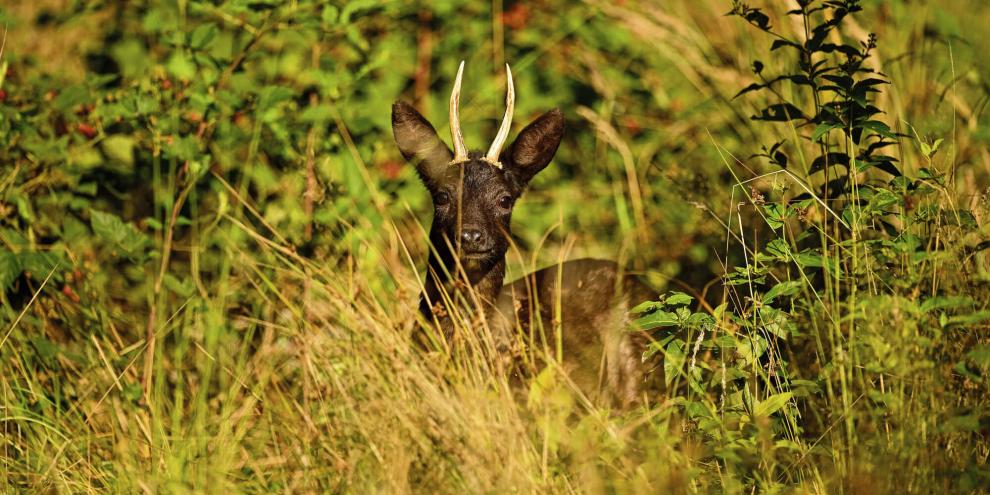 Nur wenige Jäger kommen in ihrem Leben zu dem Genuss auf schwarzes Rehwild zu jagen.