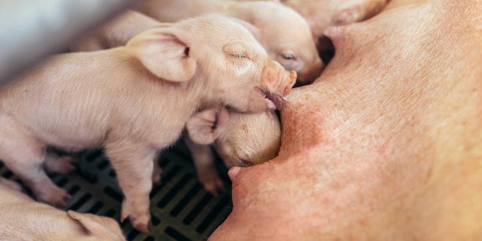 Derzeit erlösen Landwirte in Deutschland nur noch rund 30 Euro pro verkauftes Ferkel. Für Jörn Ahlers, Geschäftsführer der Geestferkel GmbH, blieb deshalb offenbar nur der Weg in die Insolvenz.