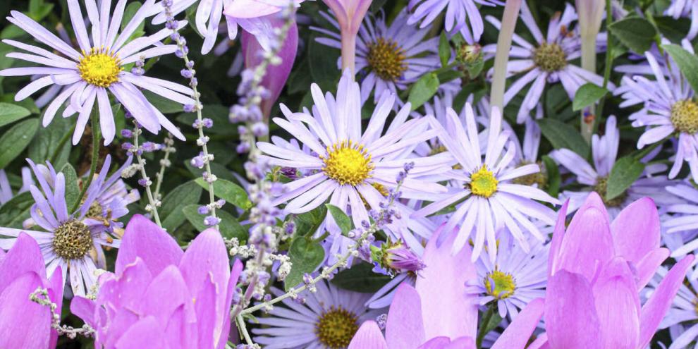 Herbstzeitlosen tummeln sich nicht nur auf Wiesen, sondern mischen sich auch unter niedrige Stauden wie diese violetten Sommer-Astern.