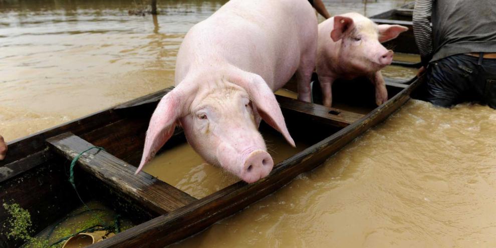 Schweine in einem Boot in einem Fluss