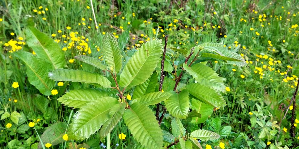 Eine junge Edelkastanie auf einer Bienenwaldfläche mit blühendem Hahnenfuß.