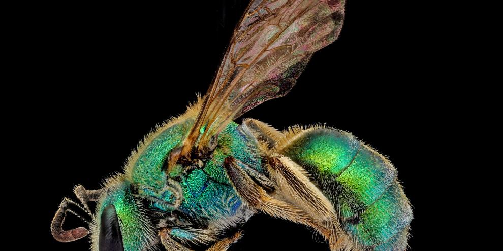 Die Weibchen bei Augochlorella aurata waren nicht magnetisch, die Männchen dagegen schon.