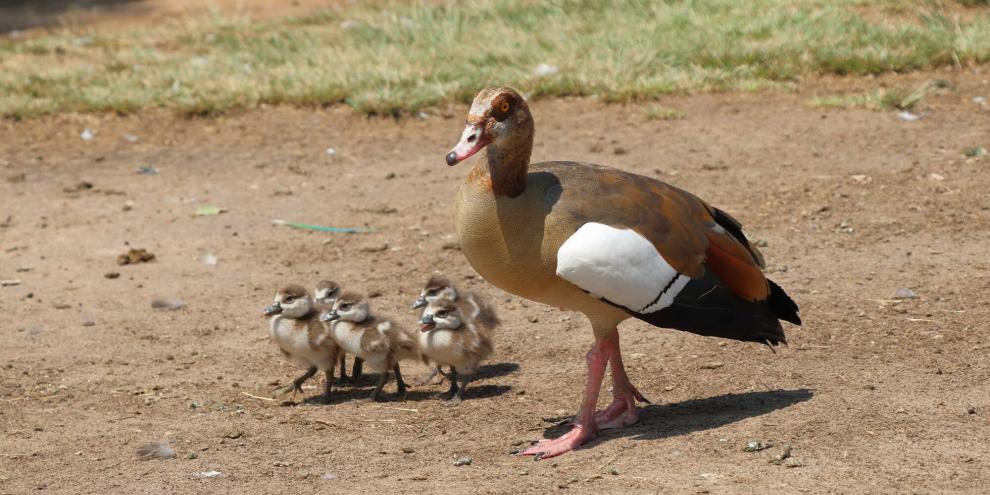 Die Organisation PETA geht gegen die genehmigten Abschüsse von Nilgänsen in Trier vor.