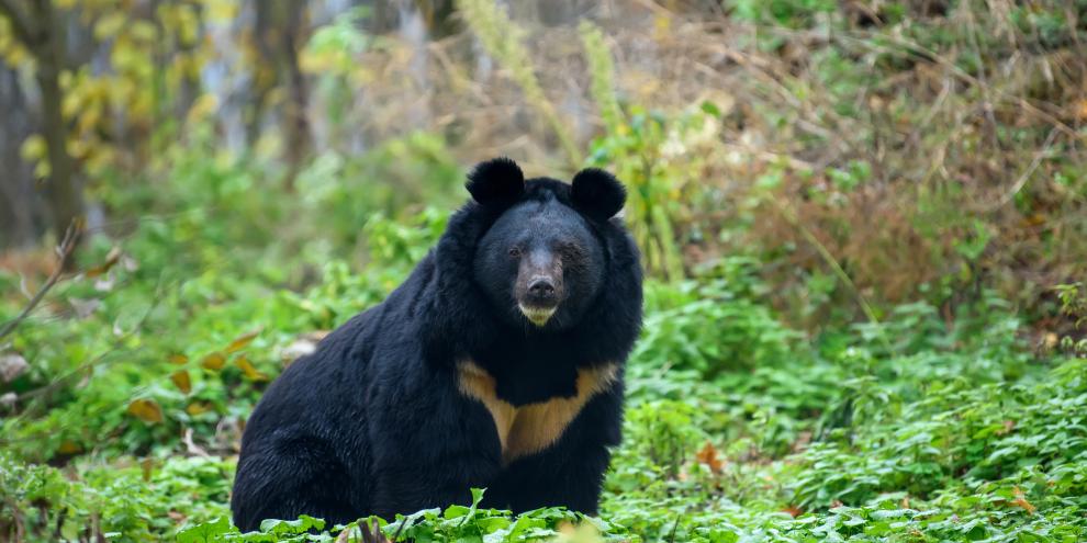 Asiatische Schwarzbären können anhand des hellen Abzeichens auf der Brust unterschieden werden.