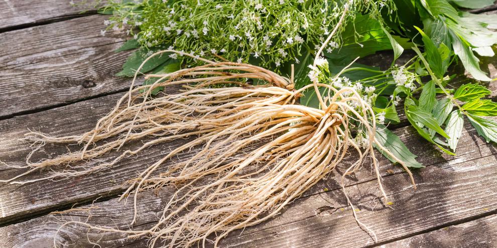Baldrianwurzel ist in vielen schlaf- und ruhefördernden Präparaten enthalten.