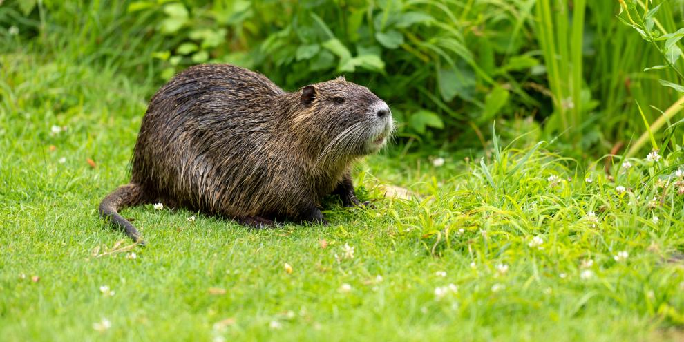 Mehrere tote Wildtiere wurden in Hamburg entdeckt. Besonders perfide: Ein Nutria, dessen Körper auf einem Metallstab aufgespießt war.