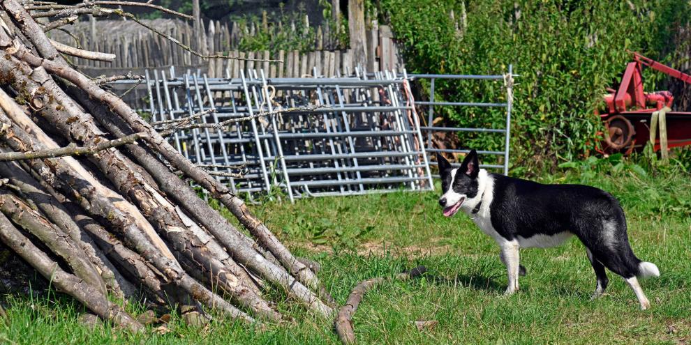 Hofhund_AdobeStock_289179201