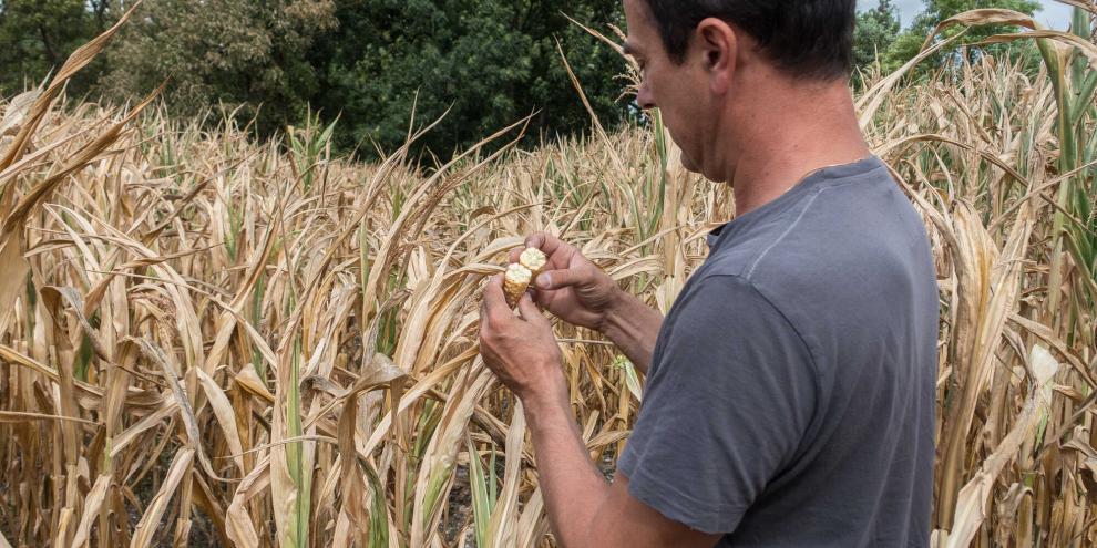 Vertrockneter Mais: Entscheidend für den Erntezeitpunkt ist, ob die Pflanzen bereits Kolben haben. Zucker werden vom Stängel in die Kolben verlagert.