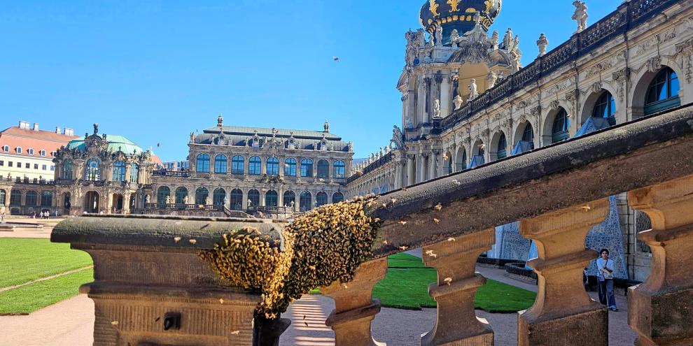 Ein Bienenschwarm im Dresdner Zwinger. Vom 8. bis 10. Oktober trifft sich die deutschsprachige Imkerschaft in der sächsischen Landeshauptstadt.