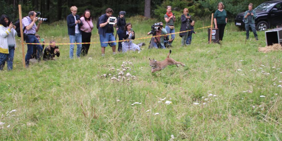 Die junge Raubkatze läuft an den Fotografen entlang in die Freiheit.