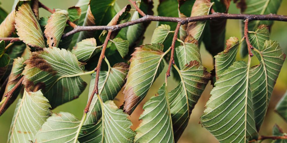 Herbstfarben oder Trockenstress? Blattrollen kann ein Anzeichen von Wassermangel sein.
