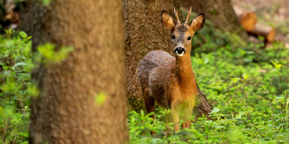 Abb. 1: Welchen Schaden Wildverbiss in der Waldverjüngung anrichtet, wird durch die bestehenden Methoden nur unzureichend erfasst.
