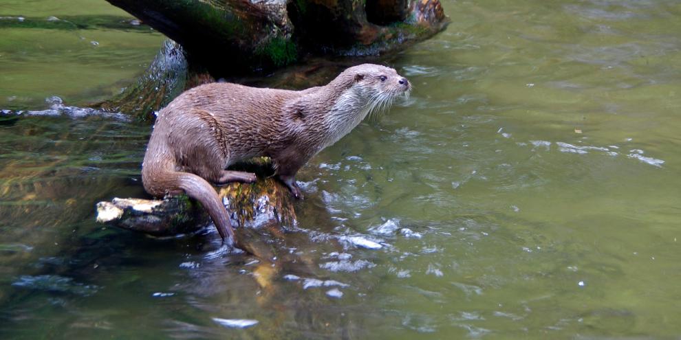 Fischotter sind in Bayern Streitthema zwischen Teichwirten und Naturschützern.