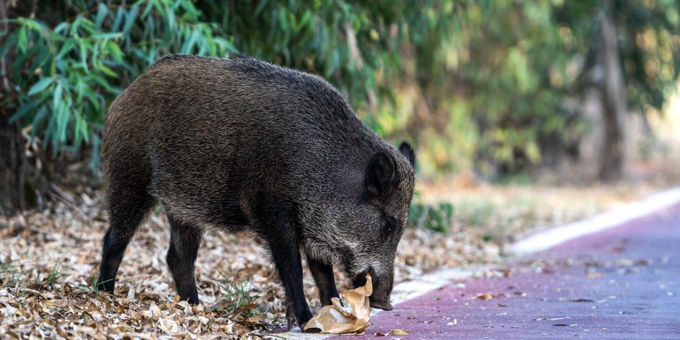 Wildschweine können in Kleinmachnow digital gemeldet werden (Symbolfoto).