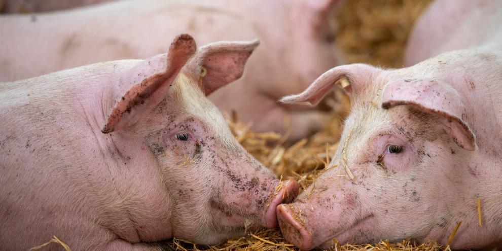 Schweine liegen im Stroh und blicken sich an.