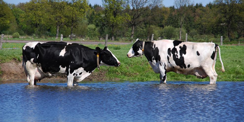 Zwei Kuehe stehen bei Hitze im Wasser
