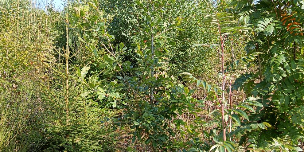 Abb. 1: Rommersberg 2025: Artenreiche, unverbissene Naturverjüngung mit Eberesche und vielen Eichen im ÖJV- Lehrrevier Rommersberg.