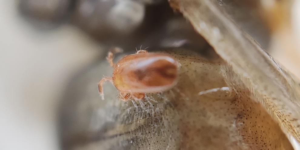 Tropilaelaps gilt als gefährlicher als die Varroa.