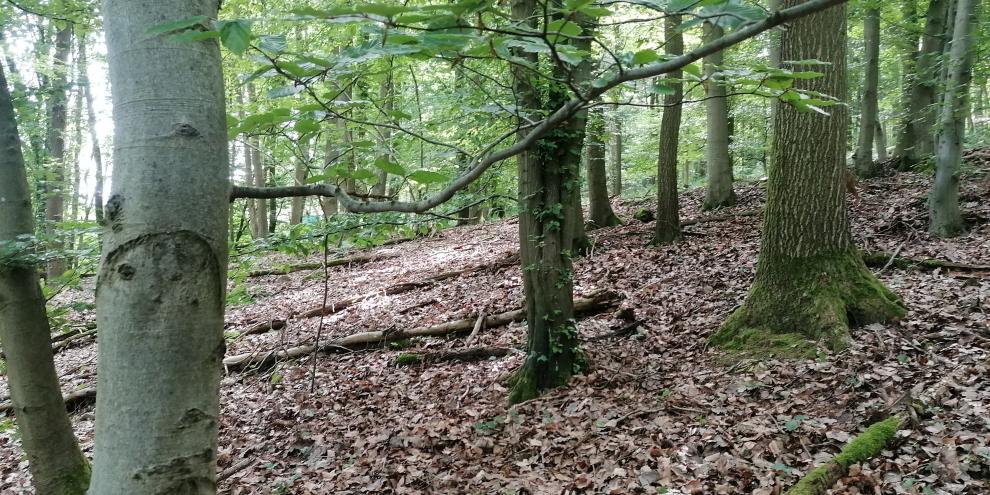 Baumbestand aus Eichen, Buchen und Hainbuchen auf der 1946 gerodeten Kiefern-Waldfläche, eine Krautschicht fehlt weitgehend.