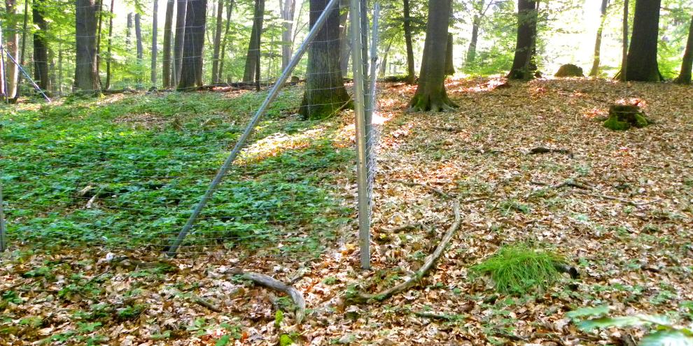 Abb. 1: Vergleichsfläche im Projektgebiet mit deutlichem Zauneffekt vier Jahre nach Zäunung (dichte Traubeneichennaturverjüngung im Zaun links, außerhalb des Zauns rechts nur in wenigen Exemplaren). Licht- und Konkurrenzeffekte könnten hinzukommen.