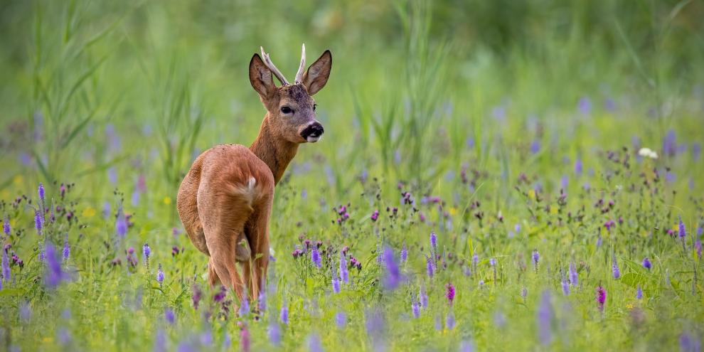 Beim Rehwild wurde in Rheinland-Pfalz eine neue Rekordstrecke erreicht.