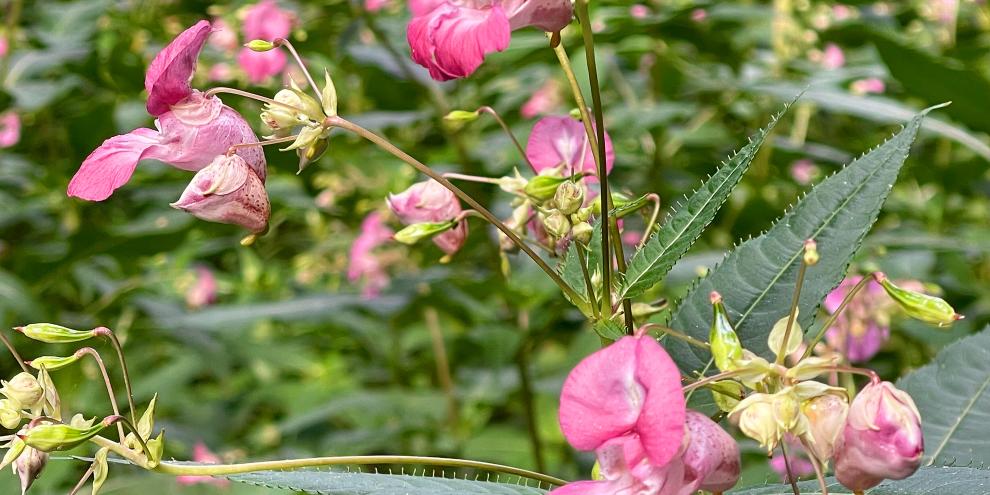 Das Drüsige Springkraut bevorzugt feuchte Standorte wie Waldränder und Bachufer und liefert den Bienen dort reichlich Nektar.