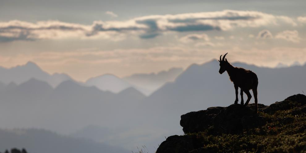 Auswilderungen helfen, die genetische Vielfalt beim Steinwild zu erhalten und Populationen zu vernetzen.