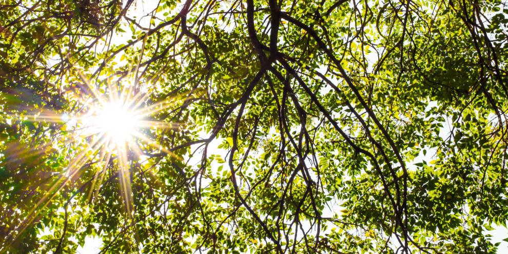 Licht in Maßen – das tut Pflanzen gut.