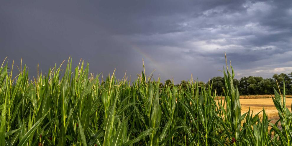 Biogas-Maisfeld-vor-abendlichem-Gewitter_imago862016408