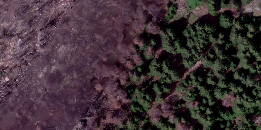 Luftbild des Waldbrandgebiets Bitsch (VS): Im Übergang zum intakten Wald können geschwächte Fichten anfälliger für Buchdruckerbefall sein.