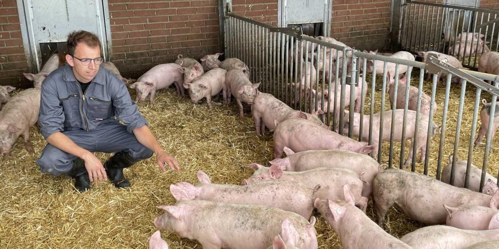 Intakte Ringelschwänze sind ein Ziel von Alexander Nienhaus. Die Aufzucht der Ferkel ist dahingehen ein sensibler Bereich.