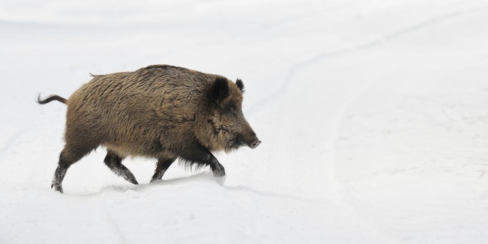 Erstmals ist ein Wildschwein nördlich des Polarkreises geschossen worden. Das bringt Sorgen mit sich.