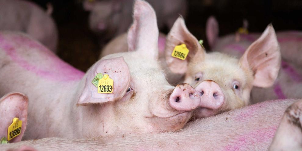 Schweine-Mastschweine-AdobeStock_492780771
