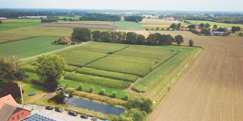 Bayer-Borken-Maiszüchtung