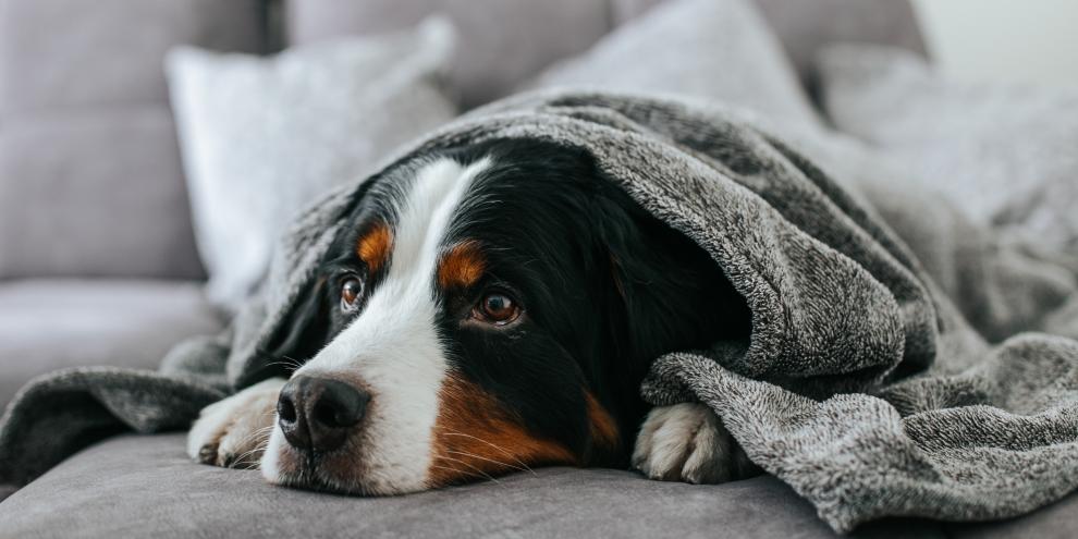 Das Ex-Paar streitet sich seit Jahren wegen ihres Hundes vor Gericht.