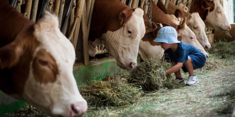 Kinder, die auf dem Bauernhof groß werden, leiden seltener unter Allergien. Eine Studie hat untersucht, was dahintersteckt.