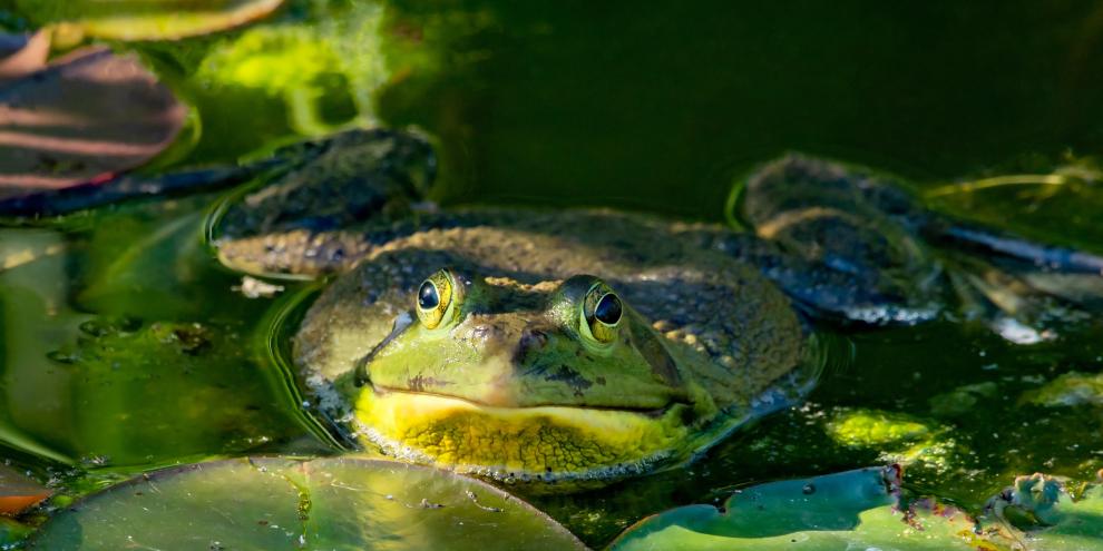 Der Nordamerikanische Ochsenfrosch kann schnell eine Größe von 20 cm erreichen.