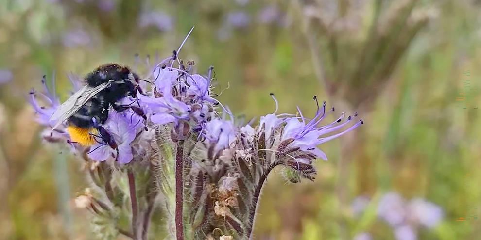 Steinhummeln sind ein Schlüsselwirt für das Akute Bienenparalysevirus (ABPV).
