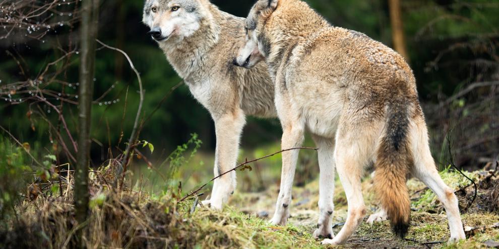 Zwei Wölfe waren in Hessen zum Abschuss freigegeben (Symbolfoto).
