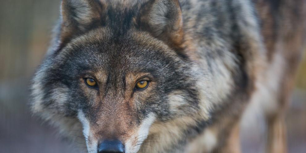 Nach Nutztierrissen steht der Abschuss eines Wolfs im Raum (Symbolfoto).